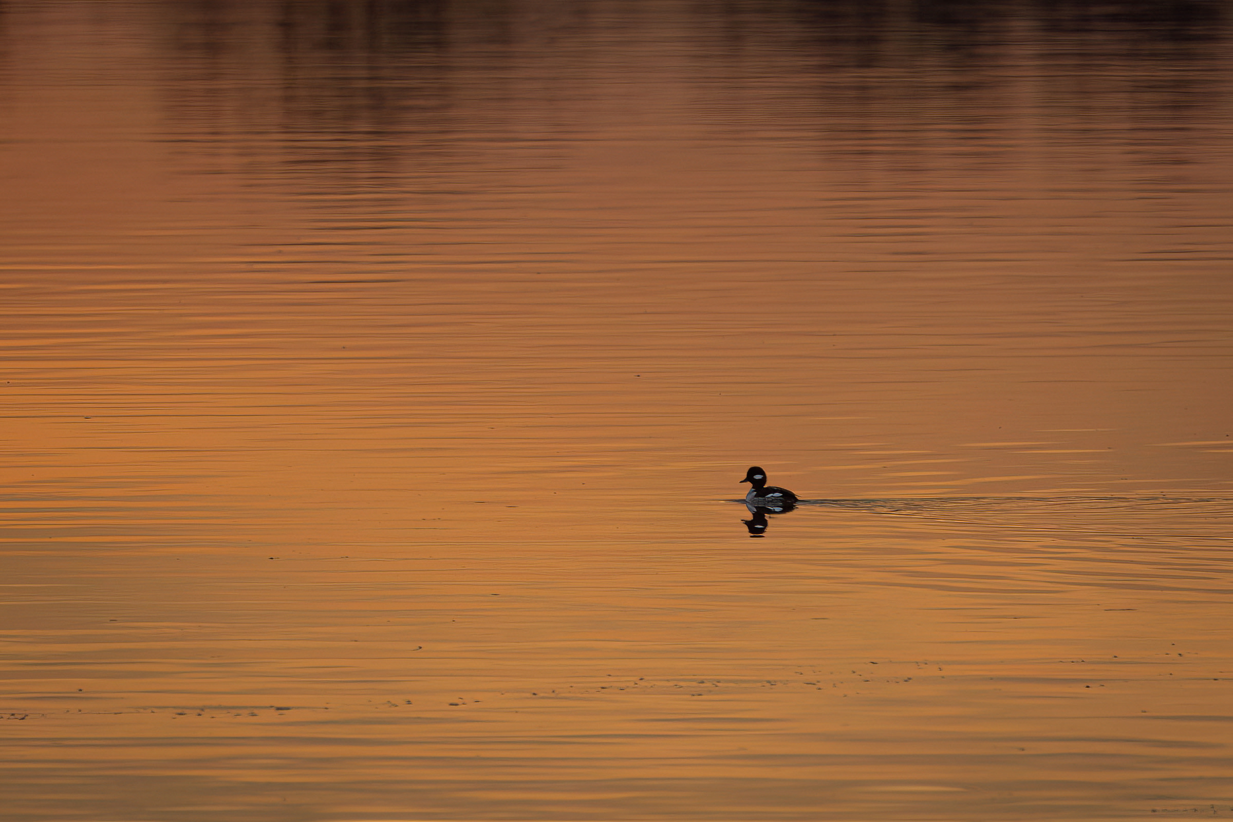 R7KH4964-D. Bufflehead Morning Glow.jpg