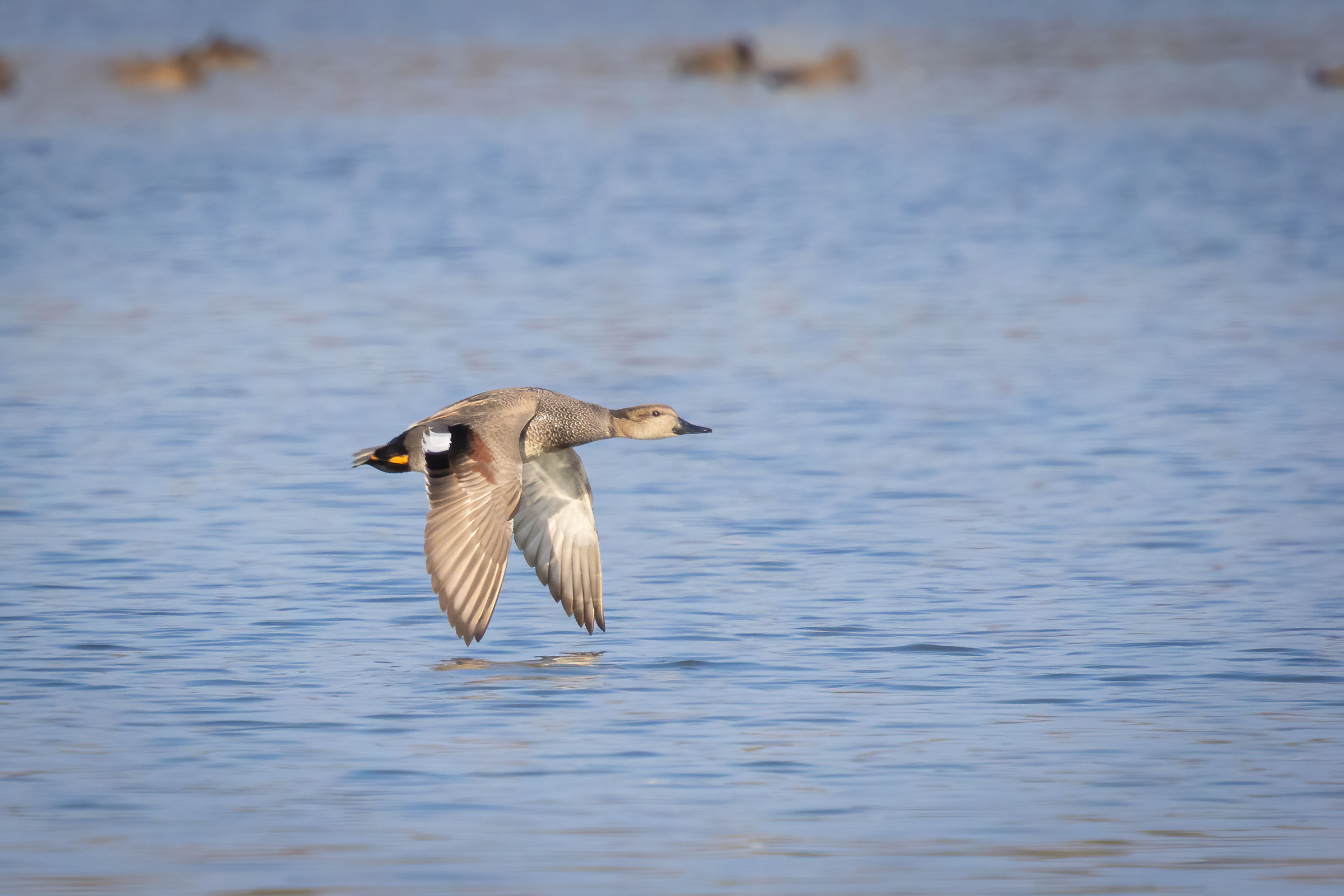 R7KH6287-D. Gadwall.jpg