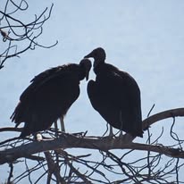 Vulture pair.jpg