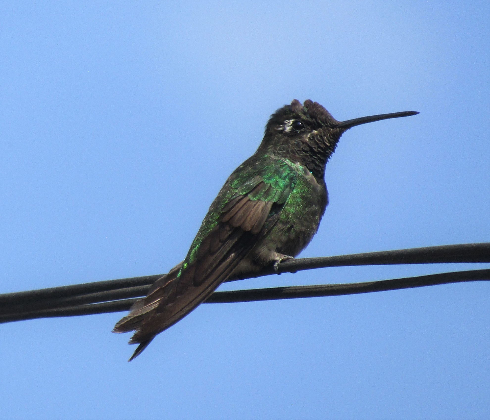 Male Rivoli's Hummingbird