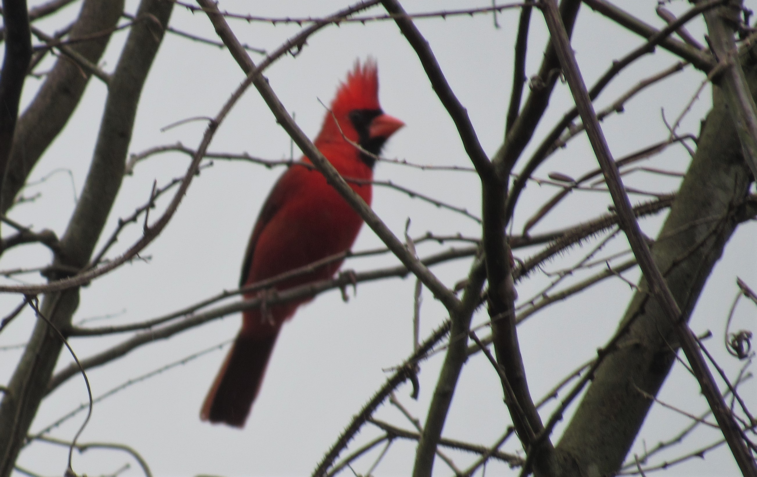 Male Northern Cardinal