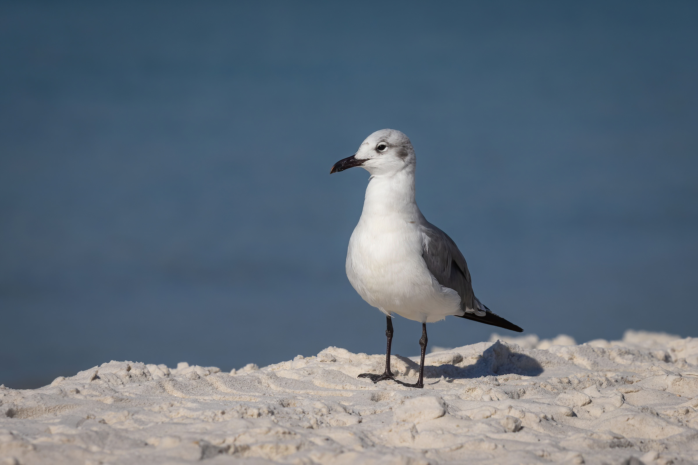 R7KH6305-D. Laughing Gull.jpg