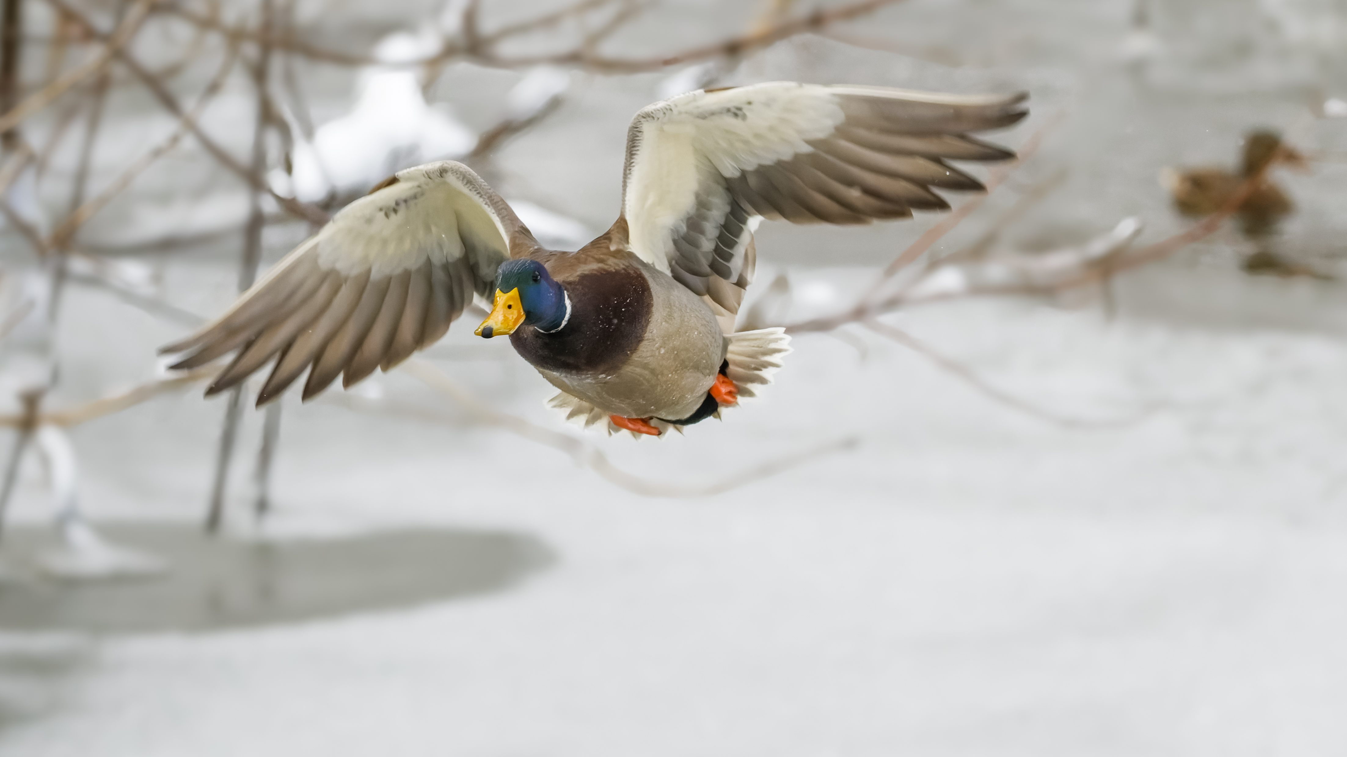 Mallard 1m if HVT 2400x1350 7511606-.jpg