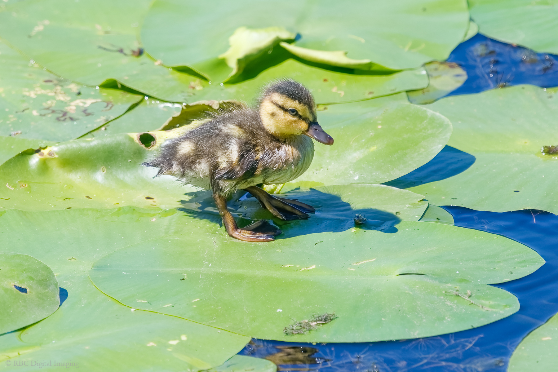 Mallard chick lily pad HVT 7536733-.jpg